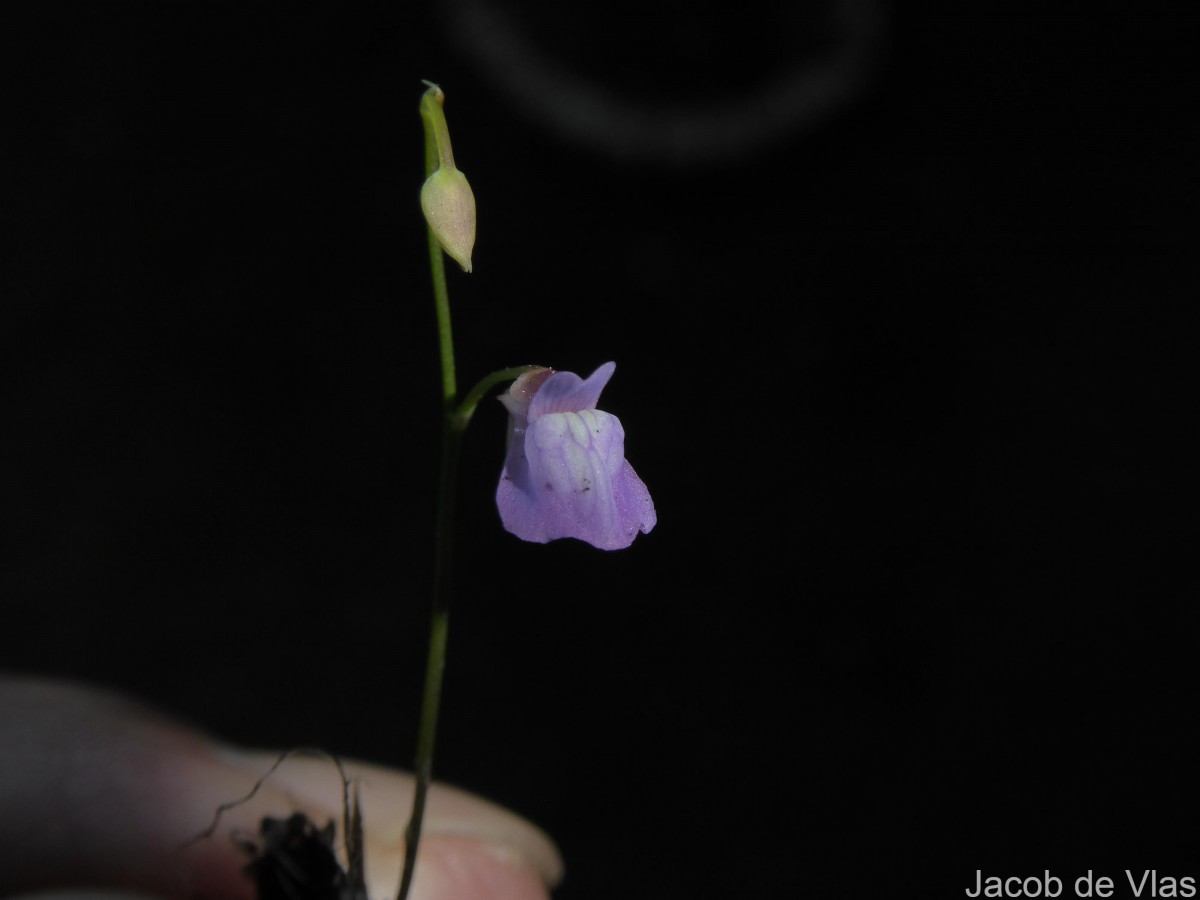 Utricularia graminifolia Vahl